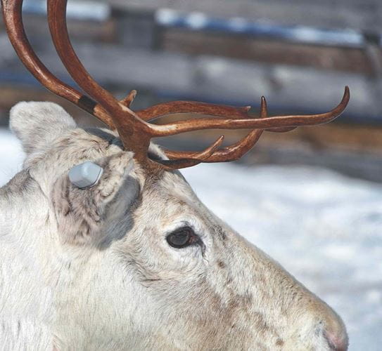 Tracker on reindeer